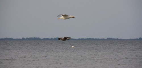 Ostsee-Möwen 2009