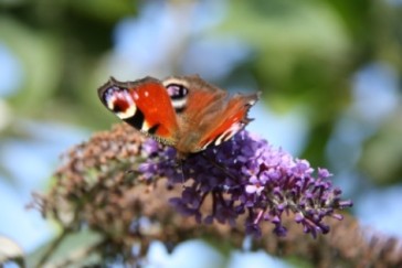 er kam nochmal zurück um uns seine Farbenpracht zu zeigen